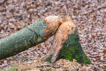 Tree Trunk Gnawed by European Beaver (Castor fiber), Spessart, Hesse, Germany Stock Photo - Premium Royalty-Free, Code: 600-07966197