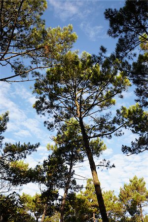 simsearch:600-06407758,k - Low Angle View of Trees and Sky, Andernos, Aquitaine, France Foto de stock - Sin royalties Premium, Código: 600-07966224