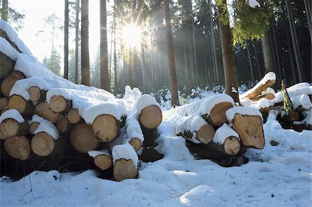 simsearch:600-06334279,k - Landscape of Logged Trees in Norway Spruce (Picea abies) Forest on Sunny Day in Winter, Upper Palatinate, Bavaria, Germany Stock Photo - Premium Royalty-Free, Code: 600-07968151