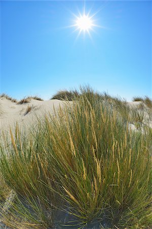 Close-up of Grass in Sand Dune with Sun in Summer, by Mediterranean Sea, Saintes-Maries-de-la-Mer, Camargue, Bouches-du-Rhone, Provence-Alpes-Cote d'Azur, France Foto de stock - Royalty Free Premium, Número: 600-07968226