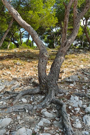 simsearch:632-05759883,k - Pine Forest on Mediterranean Stone Coast in Summer, La Couronne, Martigues, Cote Bleue, Mediterranean Sea, Bouches-du-Rhone, Provence-Alpes-Cote d'Azur, France Stock Photo - Premium Royalty-Free, Code: 600-07991537