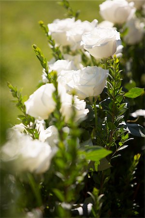 simsearch:600-07451036,k - Close-up of White Roses at Wedding Stock Photo - Premium Royalty-Free, Code: 600-07991682