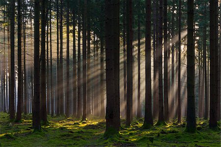 evergreen tree - Spruce Forest in Early Morning Mist at Sunrise, Odenwald, Hesse, Germany Stock Photo - Premium Royalty-Free, Code: 600-07991697