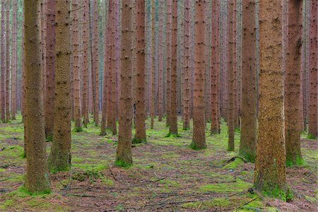 Tree Tunks in Spruce Forest, Odenwald, Hesse, Germany Stock Photo - Premium Royalty-Free, Code: 600-07991701