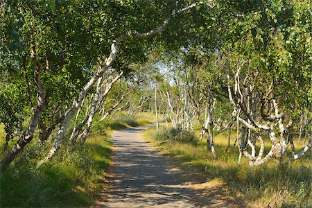 dappled sunlight - Path through Birch Forest, Summer, Norderney, East Frisia Island, North Sea, Lower Saxony, Germany Stock Photo - Premium Royalty-Free, Code: 600-07991734