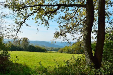 Forest Meadow, Katzenbuckel, Waldbrunn, Baden Wurttemberg, Germany Stock Photo - Premium Royalty-Free, Code: 600-07991745