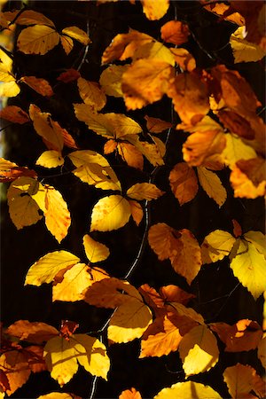 simsearch:600-07848052,k - Close-up of Autumn Colored Beech Tree Leaves, Bavaria, Germany Stock Photo - Premium Royalty-Free, Code: 600-07991749