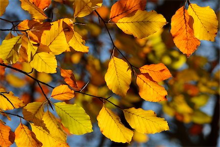 simsearch:600-03762602,k - Close-up of Autumn Colored Beech Tree Leaves, Bavaria, Germany Stock Photo - Premium Royalty-Free, Code: 600-07991750