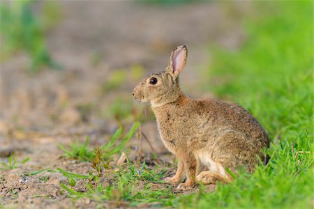 simsearch:600-08210007,k - European Rabbit (Oryctolagus cuniculus) in Spring, Hesse, Germany Stock Photo - Premium Royalty-Free, Code: 600-08007004