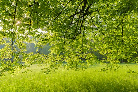 simsearch:600-07810455,k - Branches of Beech Tree in Spring, Park Schonbusch, Aschaffenburg, Lower Franconia, Bavaria, Germany Stock Photo - Premium Royalty-Free, Code: 600-08007021