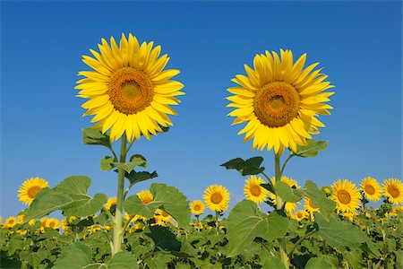 simsearch:600-06773257,k - Common Sunflowers (Helianthus annuus) against Clear Blue Sky, Tuscany, Italy Stock Photo - Premium Royalty-Free, Code: 600-08002194