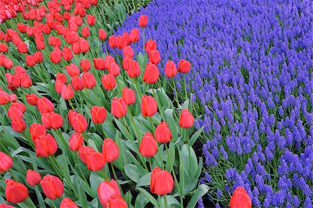 simsearch:600-03484615,k - Close-up of Grape Hyacinth and Tulips in Garden in Spring, Keukenhof Gardens, Lisse, Holland Foto de stock - Sin royalties Premium, Código: 600-08002191