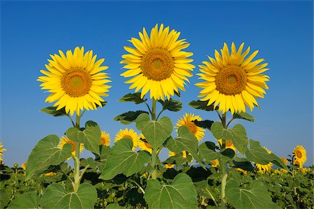 simsearch:600-06773257,k - Common Sunflowers (Helianthus annuus) against Clear Blue Sky, Tuscany, Italy Stock Photo - Premium Royalty-Free, Code: 600-08002192