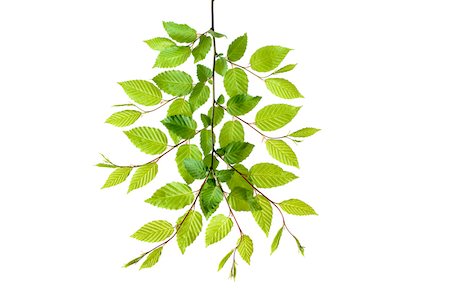 Branch of European Hornbeam (Carpinus betulus) with Fresh Foliage in Spring on White Background Stock Photo - Premium Royalty-Free, Code: 600-08002280