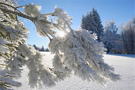 sunray - Landscape of Frozen Trees on Early Morning in Winter, Bavarian Forest, Bavaria, Germany Foto de stock - Sin royalties Premium, Código: 600-08002476