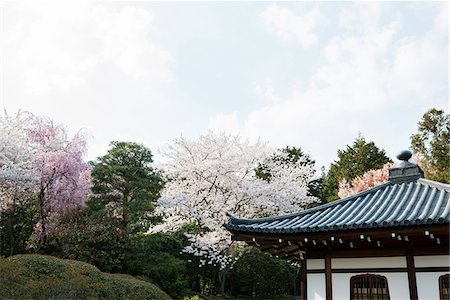 simsearch:862-03712492,k - Ryoan-ji zen garden in Kyoto, roof with cherry blossom trees, Kansai Region, Japan Stock Photo - Premium Royalty-Free, Code: 600-08002513