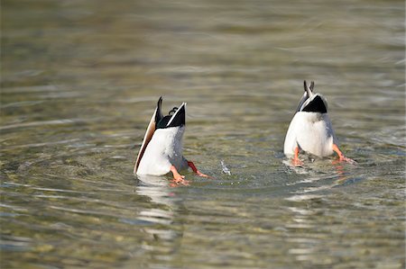 Close-up of two mallard ducks (Anas platyrhynchos) with their heads underwater, on Lake Grundlsee in winter, Styria, Austria Stock Photo - Premium Royalty-Free, Code: 600-08002524