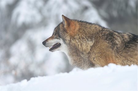 simsearch:600-07760219,k - Close-up portrait of a European grey wolf (canis lupus) in winter, Bavarian Forest, Bavaria, Germany Stock Photo - Premium Royalty-Free, Code: 600-08002555