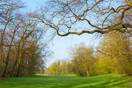 simsearch:600-03738931,k - Bare, branches of Oak Tree with view of grassy field in Early Spring, Park Schoenbusch, Aschaffenburg, Lower Franconia, Bavaria, Germany Stock Photo - Premium Royalty-Free, Code: 600-08002576
