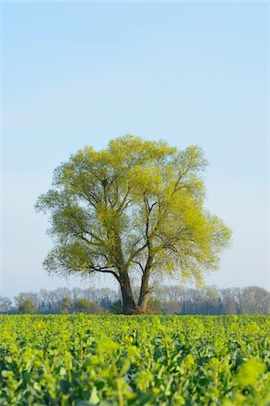 simsearch:600-07519302,k - Tree in field of green plants in Early Spring, Kuehkopf-Knoblochsaue Nature Reserve, Hesse, Germany, Europe Stock Photo - Premium Royalty-Free, Code: 600-08002598