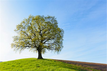 picture of single tree in field - Old Oak Tree on hill in Early Spring, Odenwald, Hesse, Germany Stock Photo - Premium Royalty-Free, Code: 600-08002605