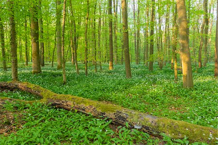 simsearch:600-07599874,k - Beech tree (Fagus sylvatica) Forest with fallen tree and Ramson (Allium ursinum) in Spring, Hesse, Germany Stock Photo - Premium Royalty-Free, Code: 600-08002615
