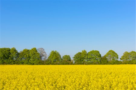 simsearch:600-07519302,k - Blooming Canola Field, Riedstadt, Hesse, Germany Stock Photo - Premium Royalty-Free, Code: 600-08002625