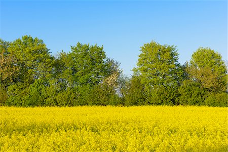 simsearch:600-07519302,k - Blooming Canola Field, Riedstadt, Hesse, Germany Stock Photo - Premium Royalty-Free, Code: 600-08002626