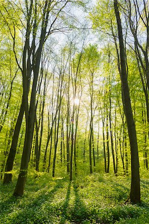 spring - Beech tree (Fagus sylvatica) Forest with sun in Spring, Hesse, Germany Stock Photo - Premium Royalty-Free, Code: 600-08002622