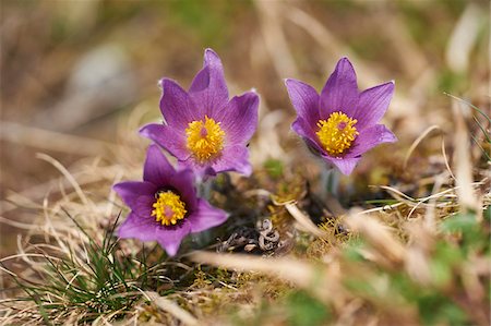 simsearch:700-08122187,k - Close-up of a pasque flower (Pulsatilla vulgaris) flowering in spring, Bavaria, Germany Stock Photo - Premium Royalty-Free, Code: 600-08002647