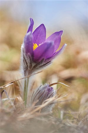simsearch:700-08122187,k - Close-up of a pasque flower (Pulsatilla vulgaris) flowering in spring, Bavaria, Germany Stock Photo - Premium Royalty-Free, Code: 600-08002648