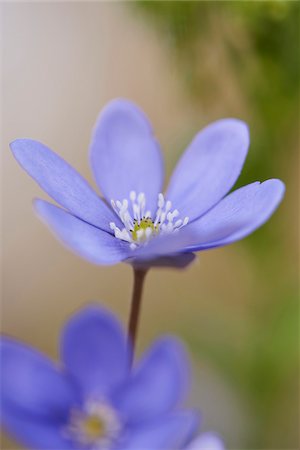 simsearch:700-08122187,k - Close-up of a Common Hepatica (Anemone hepatica) flowering in spring, Bavaria, Germany Stock Photo - Premium Royalty-Free, Code: 600-08002642