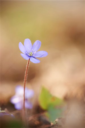 Close-up of a Common Hepatica (Anemone hepatica) flowering in spring, Bavaria, Germany Stock Photo - Premium Royalty-Free, Code: 600-08002651