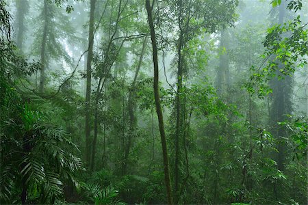 Rainforest, Dorrigo, Dorrigo National Park, New South Wales, Australia Stock Photo - Premium Royalty-Free, Code: 600-08026048