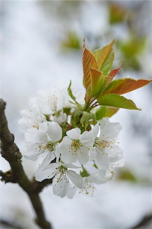 european cherry trees branches - Close-up of Sour Cherry (Prunus cerasus) Blossoms in Spring, Upper Palatinate, Bavaria, Germany Photographie de stock - Premium Libres de Droits, Code: 600-08026118