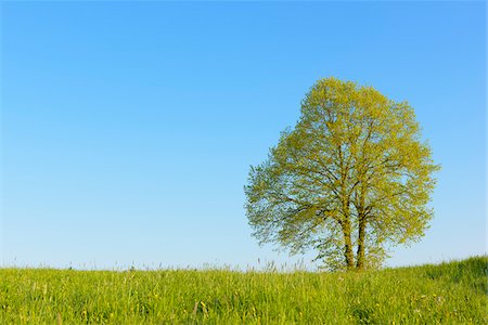 simsearch:600-07561369,k - Lonely Tree in Spring, Odenwald, Hesse, Germany Stock Photo - Premium Royalty-Free, Code: 600-08026110