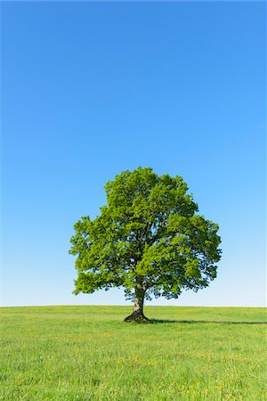 Oak Tree in Spring, Grebenhain, Vogelsberg District, Hesse, Germany Stock Photo - Premium Royalty-Free, Code: 600-08026113