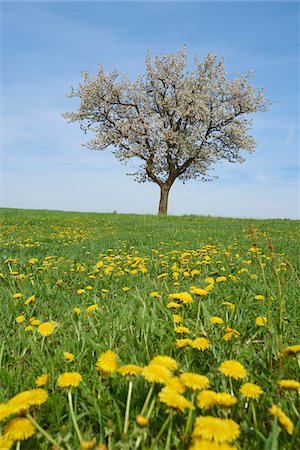 european cherry trees branches - Landscape with Sour Cherry Tree (Prunus cerasus) on Meadow in Spring, Upper Palatinate, Bavaria, Germany Foto de stock - Sin royalties Premium, Código: 600-08026124
