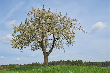 european cherry trees branches - Landscape with Sour Cherry Tree (Prunus cerasus) on Meadow in Spring, Upper Palatinate, Bavaria, Germany Foto de stock - Sin royalties Premium, Código: 600-08026125
