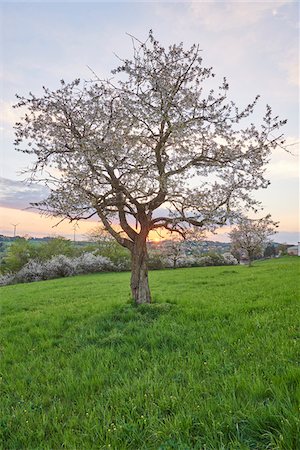 european cherry trees branches - Landscape with Sour Cherry Tree (Prunus cerasus) at Sunset in Spring, Upper Palatinate, Bavaria, Germany Foto de stock - Sin royalties Premium, Código: 600-08026122