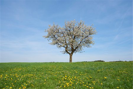 european cherry trees branches - Landscape with Sour Cherry Tree (Prunus cerasus) on Meadow in Spring, Upper Palatinate, Bavaria, Germany Foto de stock - Sin royalties Premium, Código: 600-08026123