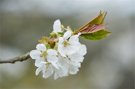 european cherry trees branches - Close-up of Sour Cherry (Prunus cerasus) Blossoms in Spring, Upper Palatinate, Bavaria, Germany Foto de stock - Sin royalties Premium, Código: 600-08026140