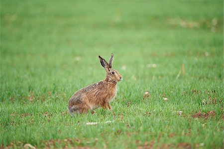 simsearch:700-03368503,k - Close-up of European Brown Hare (Lepus europaeus) in Field in Spring, Upper Palatinate, Bavaria, Germany Stock Photo - Premium Royalty-Free, Code: 600-08026143