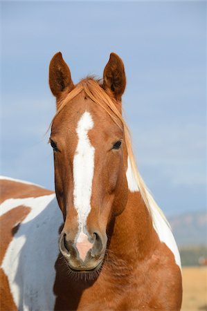 simsearch:600-08026147,k - Horse Portrait in Grand Teton National Park, autumn, Wyoming, USA Stock Photo - Premium Royalty-Free, Code: 600-08026163