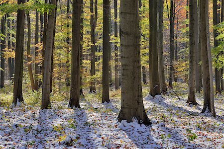 dappled sunlight - Beech forest in autumn with first snow, Hainich National Park, Thuringia, Germany Stock Photo - Premium Royalty-Free, Code: 600-08026207