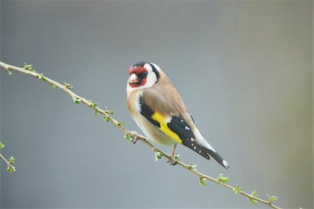 perched - Close-up of European Goldfinch (Carduelis carduelis) in Early Spring, Styria, Austria Photographie de stock - Premium Libres de Droits, Code: 600-08022744