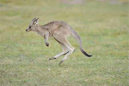 Eastern grey kangaroo (Macropus giganteus) cub on a meadow in spring, Bavaria, Germany Photographie de stock - Premium Libres de Droits, Code: 600-08059966