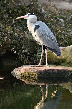 simsearch:700-03368499,k - Grey heron (Ardea cinerea) stadning on a rock at the shore of a lake in spring, Bavaria, Germany Stock Photo - Premium Royalty-Free, Code: 600-08060065