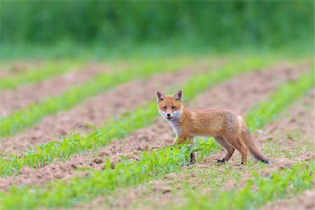 simsearch:600-06899747,k - Young Red Fox (Vulpes vulpes) on Maize Field, Hesse, Germany Stock Photo - Premium Royalty-Free, Code: 600-08082805