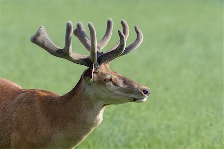 simsearch:600-03478686,k - Red Deer (Cervus elaphus), Bavaria, Germany Stock Photo - Premium Royalty-Free, Code: 600-08082813